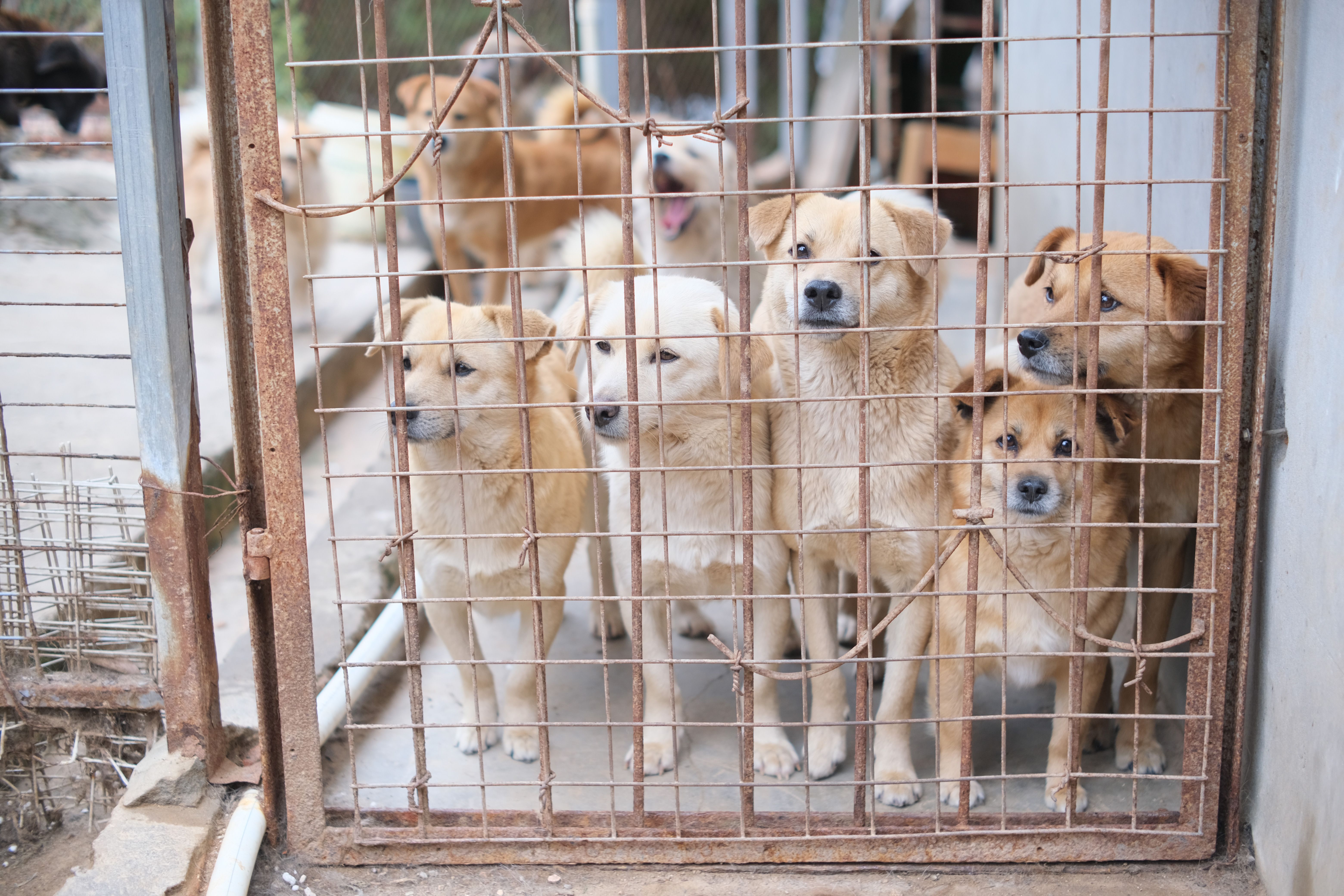 Rescue dogs | Source: Pexels