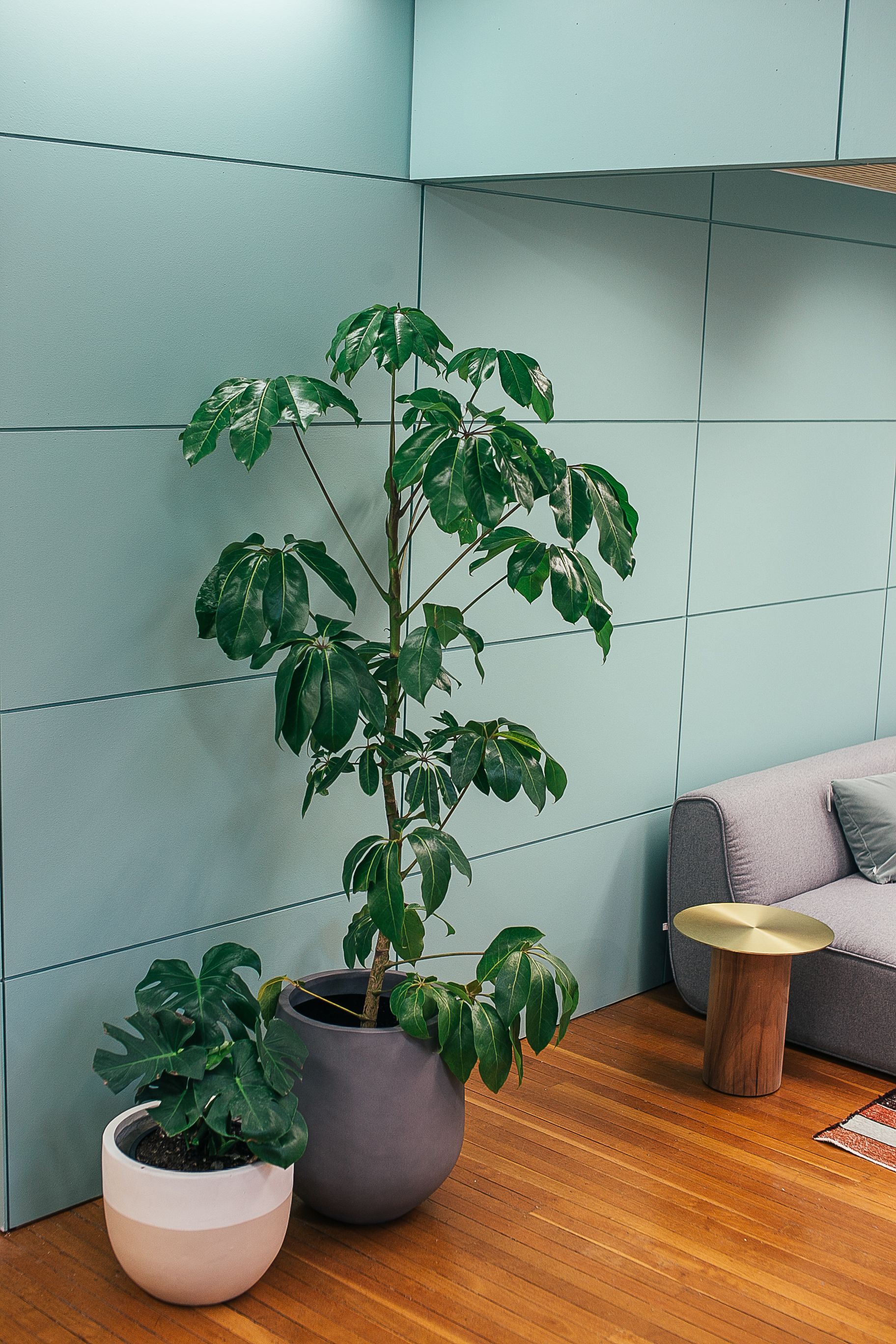 A couple of potted plants in a section of a home | Source: Pexels